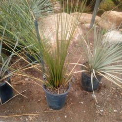 Desert spoon  cactus succulent  5 gallon