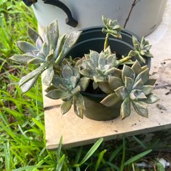 Graptopetalum Paraguacence Ghost Plant Succulent