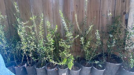 Olive trees 2 1/2 ft tall $25 each