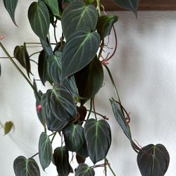 Philodendron Micans CUTTINGS