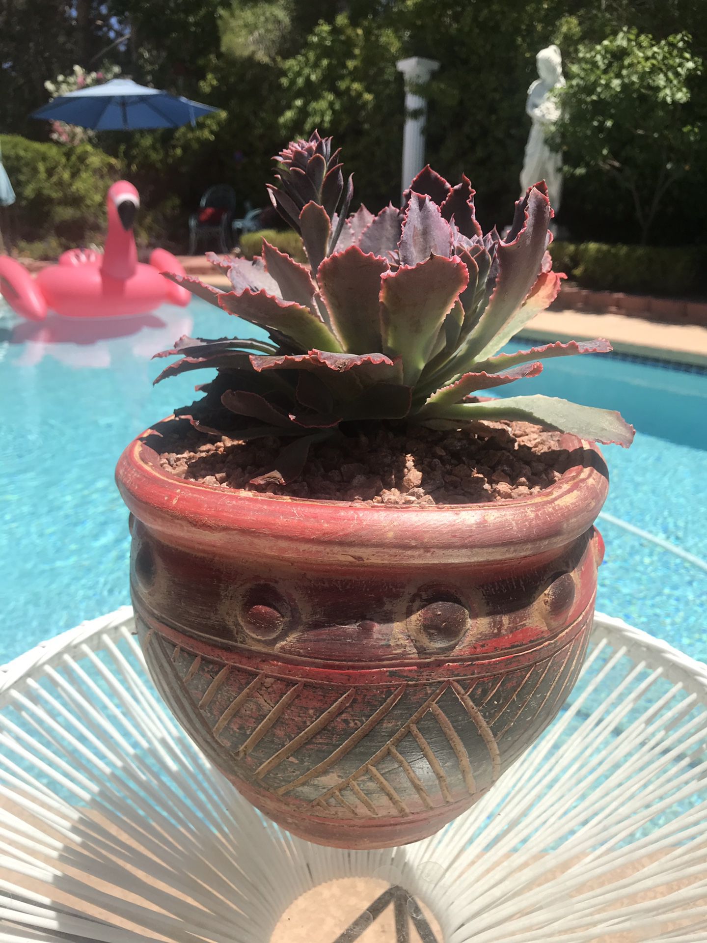 Ready to bloom succulents in decorative pot