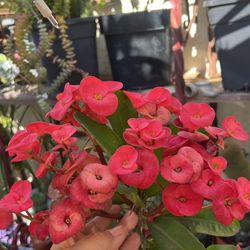 Corona De Cristo