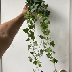 English Ivy 