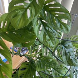 Swiss Cheese Huge Pot With Multiple Plants 
