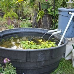 Full Pond Set Up.  And Waterfall Pond Form. And Koi And Water Plants