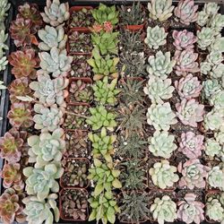 Succulent In 2" Pots, Only $1 Each