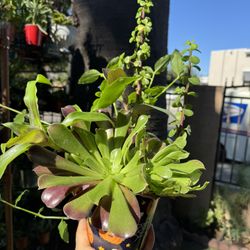 Pretty Plants In A Pot 
