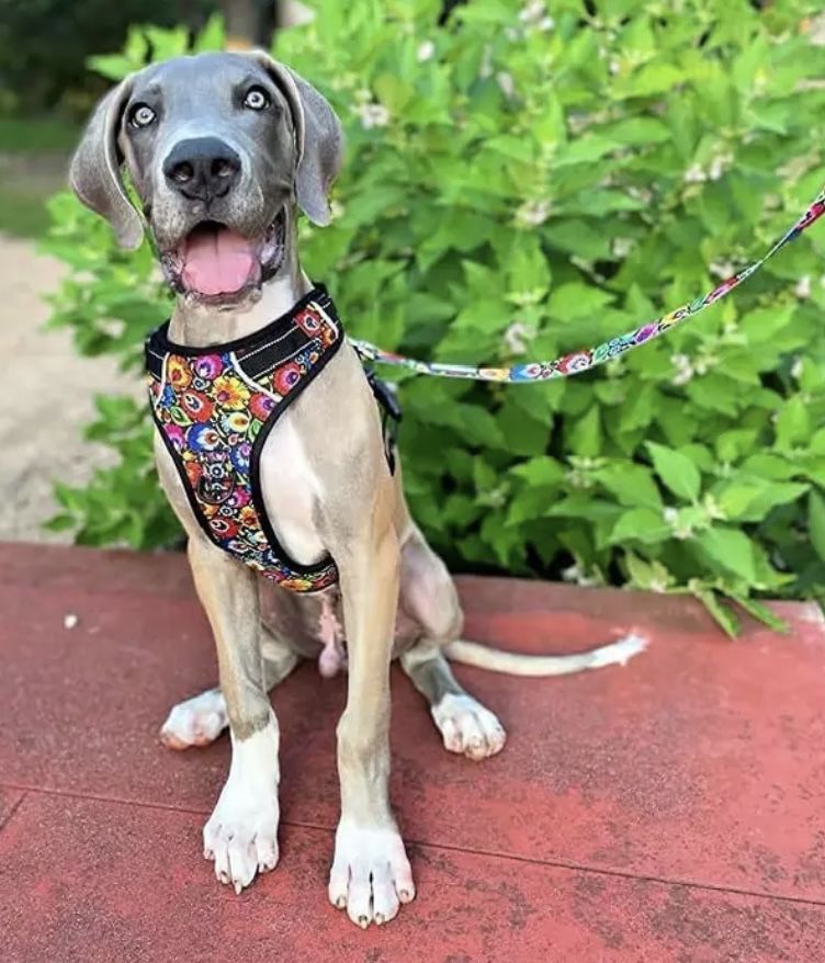 Dog Harness & matching Leash - Lucky Love Dog Brand