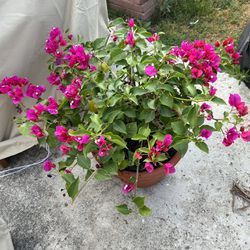 Bugambilia Plant 🪴 