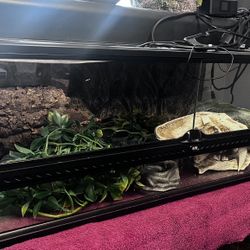 Terrarium Reptile 20 Gallon