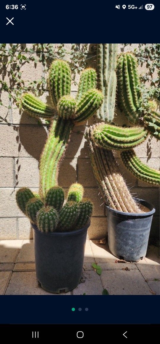FREE ** Cactus Euphorbia Succulents