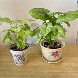 Syngonium Arrowhead Houseplants in Vintage Ceramic Planters