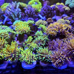 🔥CORALS DECORATIONS FOR MARINE TANK OVER 500 CORALS IN STOCK PICK-UP - DELIVERY - SHIP