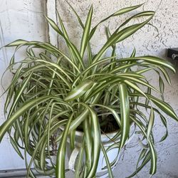 Spider Plant 