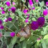 Landscape Supplies
