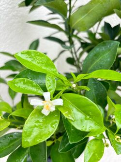 Calamondin/calamansi