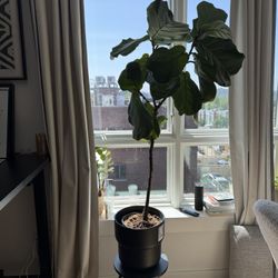 4.5 Ft Tall Thriving Fiddle Fig Plant 