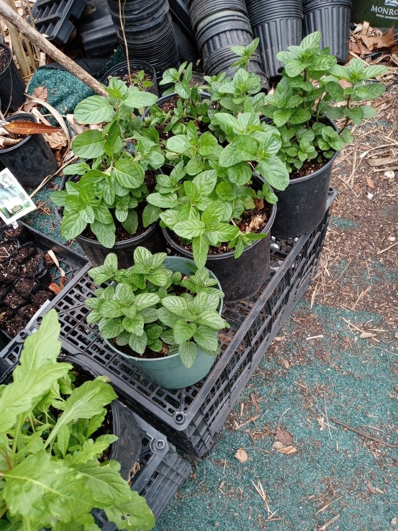 Plantas de hierva Buena Y de epazote $5 Cada Maceta