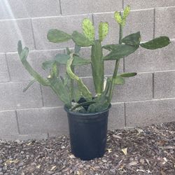 2 Green Prickly Pear Plants