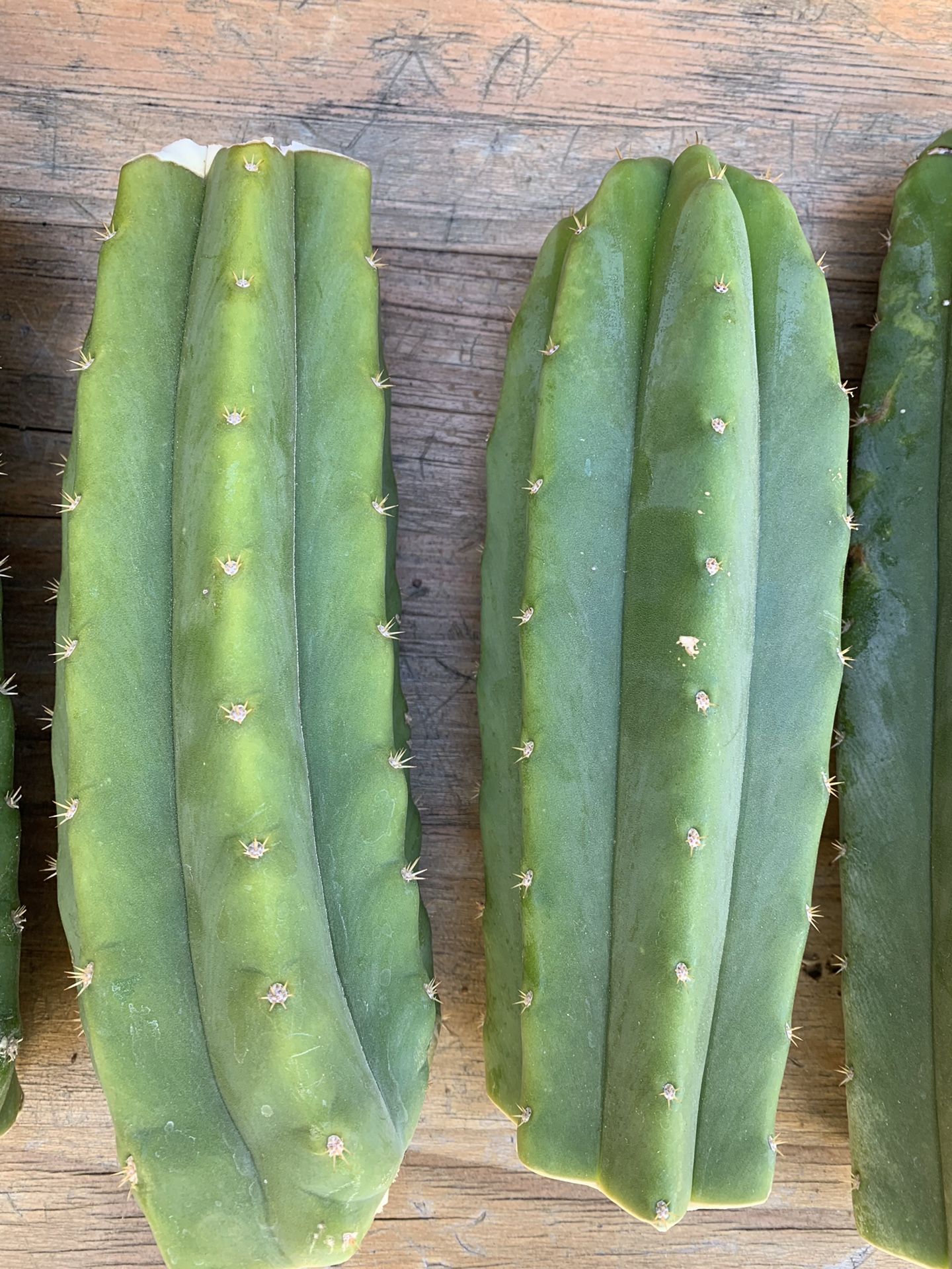 Thick San Pedro cactus cuttings desert tall plant