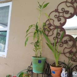 3 FH Bamboo in 7" ceramic pot $12.