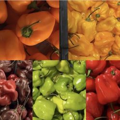 Meet In Stockbridge 1 Lb Each Habanero Peppers (choose Orange, Yellow, Red, Green Or Chocolate)