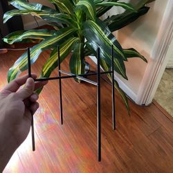 Plant Holder 