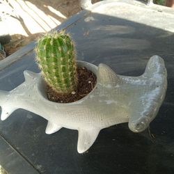 Planta Captus En Shark