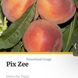 Dwarf Peach Tree: Pix Zee (miniature)