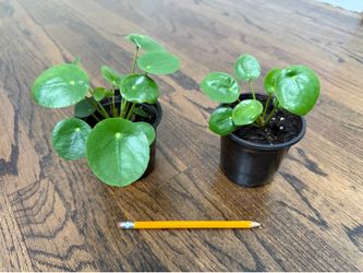 Chinese Money Plant (Pilea) in 4” pot. Pick up in Millbrae