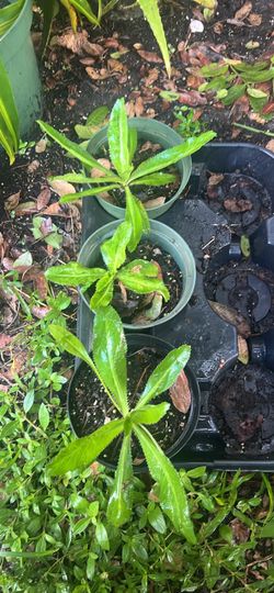 herb Culantro recao plant edible