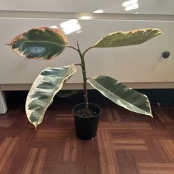 Ficus Ruby 
