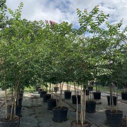 Crape Myrtle Lavender 10Ft