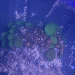 Green Zoanthids Coral