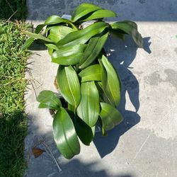 Phalaenopsis Orchid Plants  