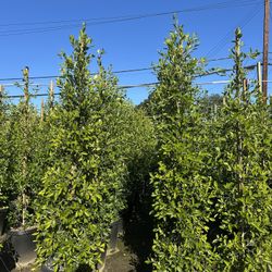Ficus Nitida Indian Laurel Hedge