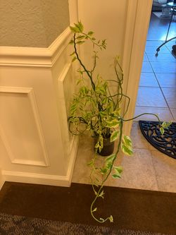 Variegated Pothos Live Plant in Pot