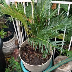 About 10 Gallon Size Sego Palm Plant For Landscape