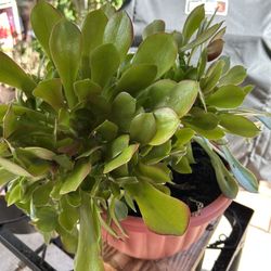 Planta