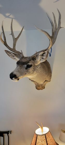 Mule Deer Shoulder Mount 