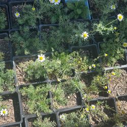 Chamomile (Manzanilla) Garden Herb $5 