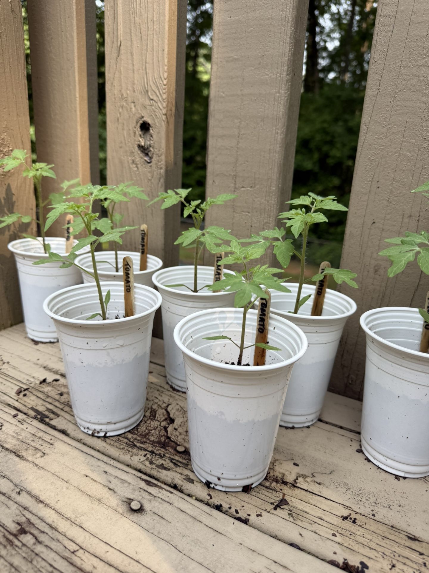 Healthy Tomato Seedlings (Pickup Only) – 5-6” tall, ready for transplant! Locally grown with love 💚