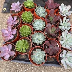 Succulents Drought Tolerant Mix Plants