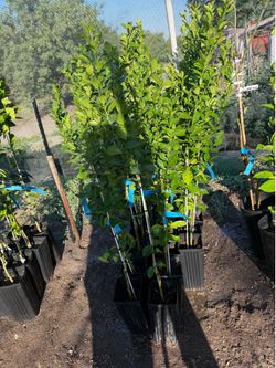 Key Limes Trees For Sale $40.00 Each / Arboles De limones Mexicanos