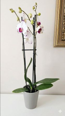 🌸 Beautiful White & Purple Orchid – Healthy Plant with Many Flowers! 🌸