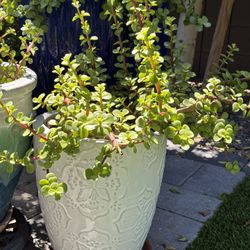 Elephant Plant+ Pot