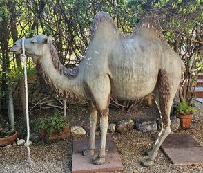 Camel