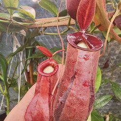 Carnivous  Plants