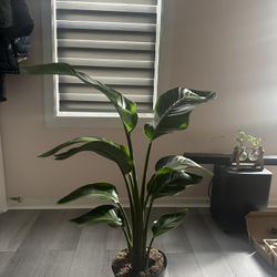 Birds Of Paradise Plant Living 