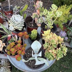 Variety Of Succulents Plants 